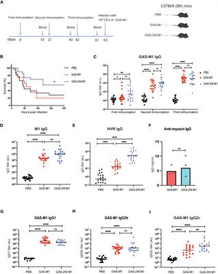 Insertion of an immunodominant T helper cell epitope within the Group A Streptococcus M protein promotes an IFN-γ-dependent shift from a non-protective to a protective immune response